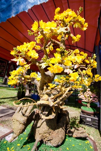 Chậu hoa mai thân rồng bằng đất sét độc đáo này được những người thợ ở huyện Hóc Môn, TP.HCM nặn và gia công trong 3 tuần - Ảnh: Tiến Thành