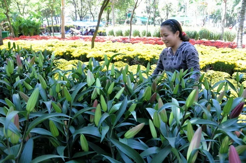 Hoa lys Đà Lạt được bán tại chợ hoa Tết ở Công viên 23-9 - Ảnh: Minh Đức