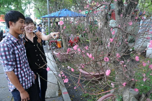 Khách tham quan thích thú với những cành đào được chở từ Hà Nội vào bán tại chợ hoa Công viên 23-9 - Ảnh: Minh Đức