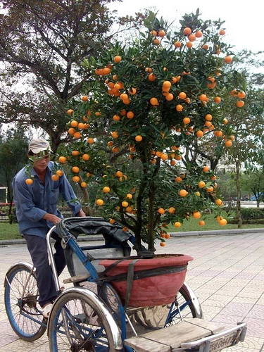 Một chậu quất Hội An có giá 500.000 đồng đã được khách hàng chọn mua - Ảnh: Hoàng Thành