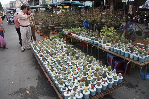 Một góc chợ hoa xuân ở bến Ninh Kiều (TP.Cần Thơ)