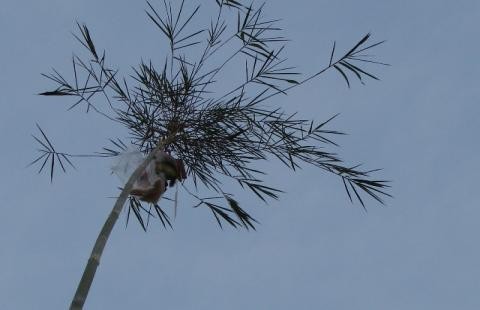 Cây nêu ngày tết Cây nêu ngày tết