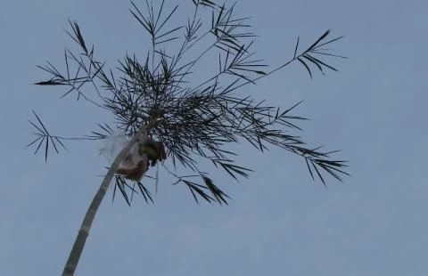 Cây nêu ngày tết