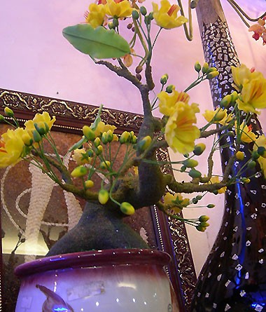 hoadat11.jpg