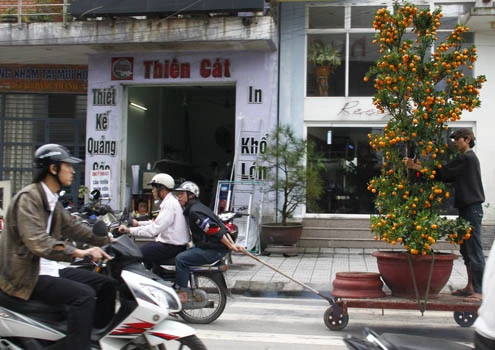 Những cây quất lớn được khách mua về phải vận chuyển khá vất vả bằng xe kéo, có người đứng trên giữ cho cây khỏi lắc.