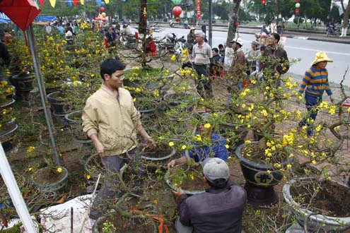 Những gian hàng hoa với đủ các loại từ cúc, quất, đào mai… được bày bán ở các khu chợ. Tranh thủ những lúc vắng khách, chủ hàng tạo dáng cho hoa.