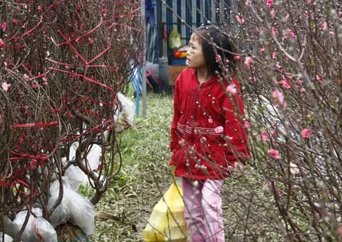 Nhiều em nhỏ cũng ghé chợ hoa ngắm nghía những cánh hoa đủ sắc màu.