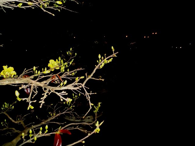 khách hàng và ch_ hoa _ang ng_ giá bên nh_ng ch_u mai v_a ch_m n_.JPG