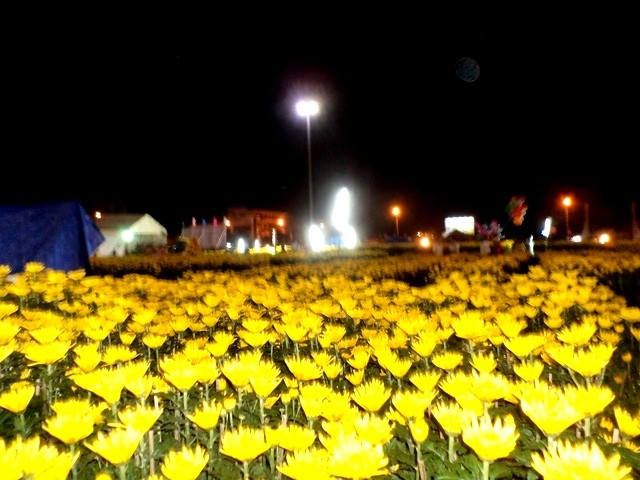 ngập tràn một màu vàng (2).JPG