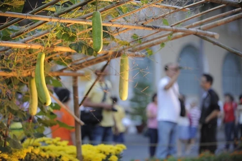 Tưng bừng khai mạc đường hoa Nguyễn Huệ ảnh 27