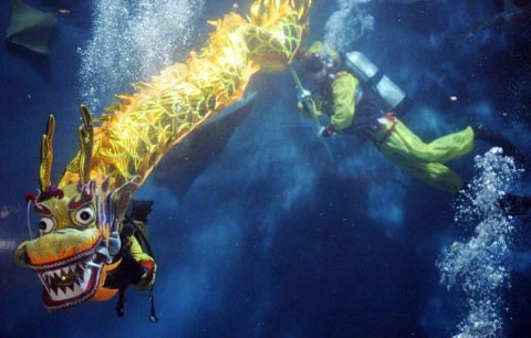 Các thợ lặn cùng nhau biểu diễn màn múa rồng trong một thủy cung ở thành phố Thượng Hải, Trung Quốc. Ảnh: AFP