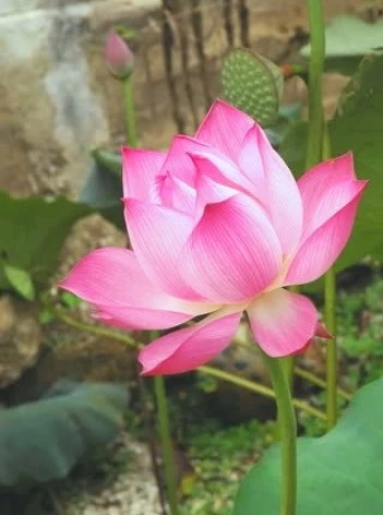 Lịch sử đã chọn sen là “Quốc hoa” ảnh 1