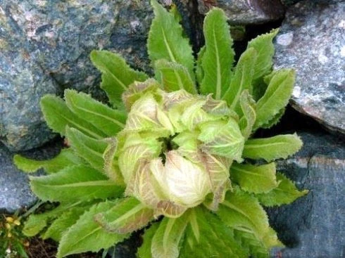 Ảnh đẹp: Hoa sen tuyết hiếm thấy tại Himalaya