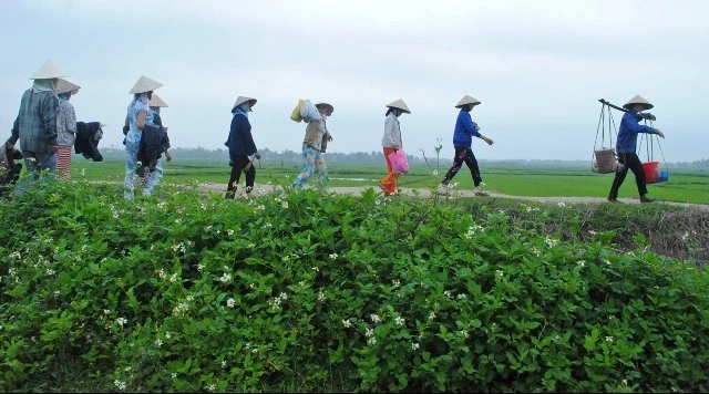 người chủ  gánh mạ dẫn ruộng.jpg