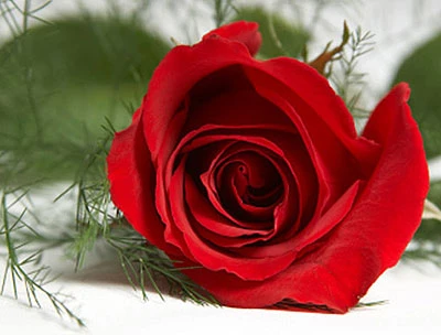 Ngăn ngắn về tình yêu ảnh 1 rose.jpg
