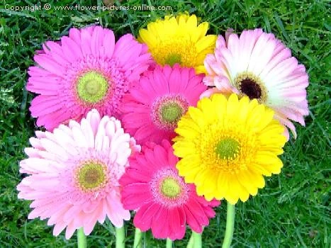 gerber-daisy-flower-b3445-450.jpg