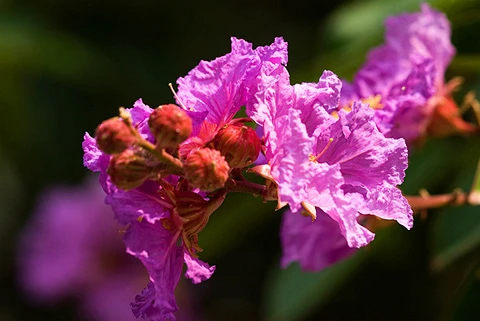 Bằng lăng ơi.jpg