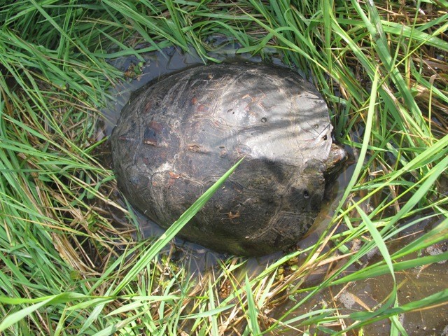 Phóng sanh động vật hoang dã ở Tràm Chim ảnh 2 Rua Sen duoc tha vao Vuon QGTC.bmp