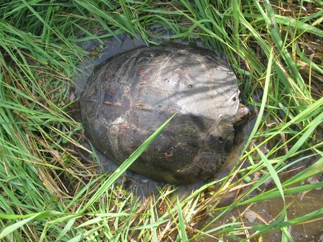 Rua Sen duoc tha vao Vuon QGTC.bmp