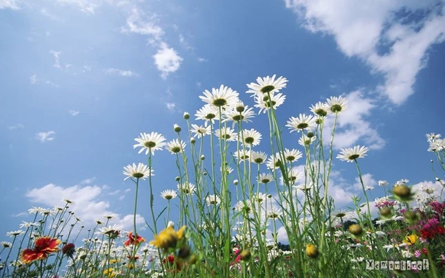 Dối trá - căn nguyên phiền não ảnh 1 chân thật.jpg