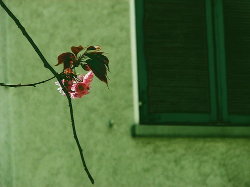 Những ô cửa xanh ảnh 1 w o cua xanh.jpg