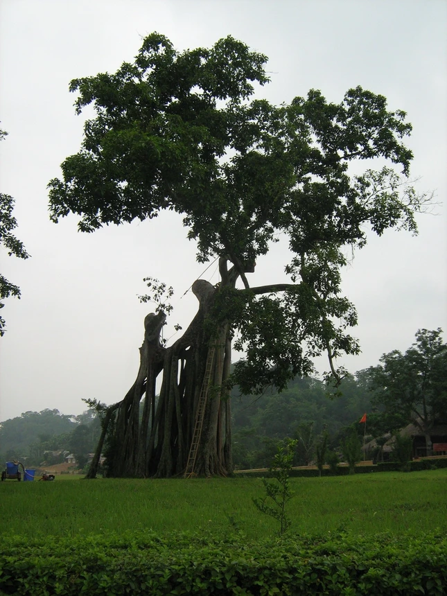 Cây đa và túi trầu ảnh 1 qgnSbd6j34.jpg