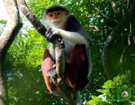 Giết khỉ và chuyện mảnh gương trong cuốn sách ảnh 1 Giết khỉ và chuyện mảnh gương trong cuốn sách ảnh 1