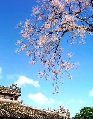 Huyền thoại hoa ngô đồng ảnh 1 Ngô đồng.jpg