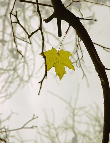Tháng Bảy đi qua… ảnh 1 Thang bay 2.jpg