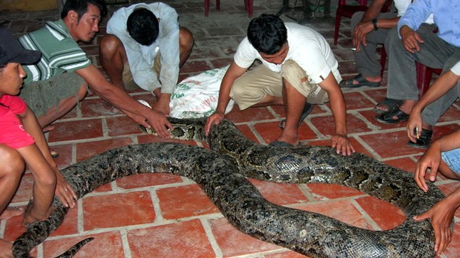 Gửi con trăn nặng 80kg vào chùa? ảnh 1 Tran dai 80m.jpg