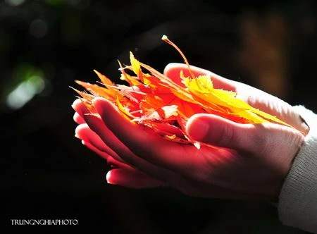Nhặt lá mùa thu ảnh 1 la-mua-thu.jpg