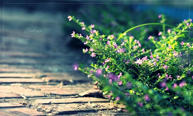 Cho tháng 7 vừa mới sang... ảnh 1 binh yen 2.jpg