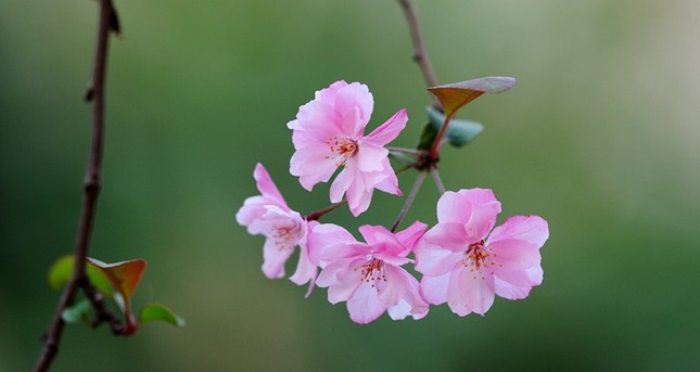 Điều khó quên ảnh 1 nhuduc.jpg