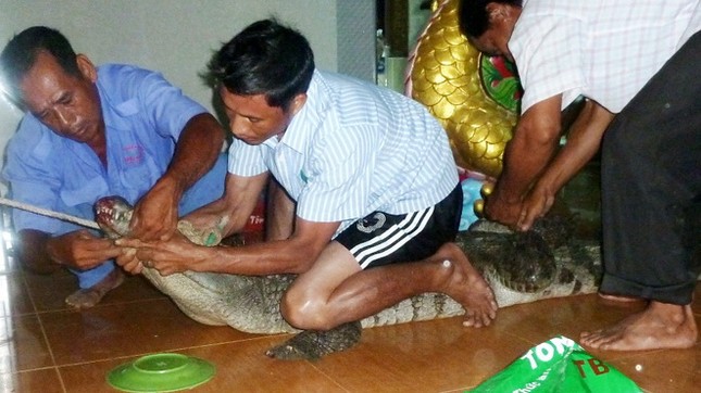 Cá sấu bò vào chùa ảnh 1 imageview_aspx_thumbnailid_594324.jpg