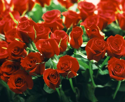 Cho những đóa hồng… ảnh 1 hoahong8-3.jpg