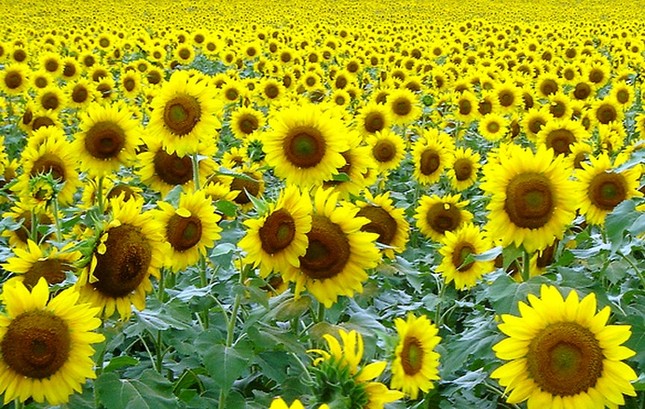 flowers.jpg