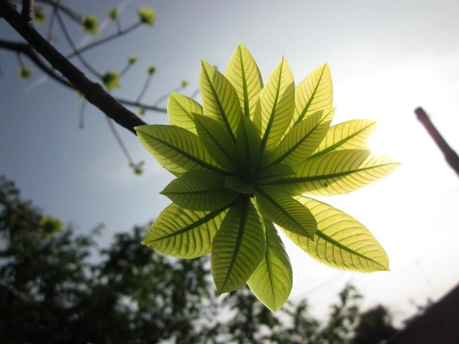 Mùa sa la thay lá ảnh 1 sala.jpg