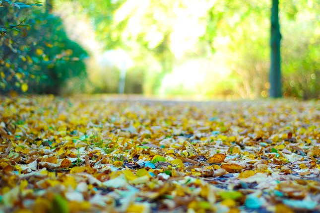 Tập tễnh làm người ảnh 1 anh minh hoa.jpg