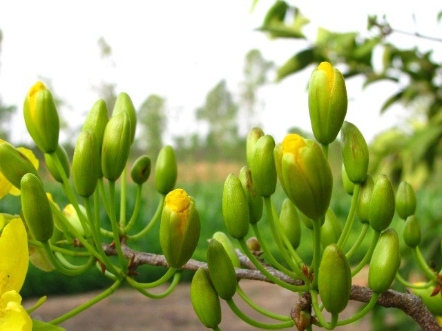 Hinh-nen-hoa-Mai-mung-xuan-2013- (13).jpg