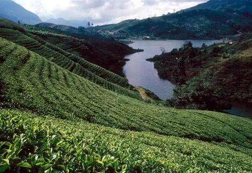Cánh đồng chè ở Nuwara Eliya, Sri Lanka - Ảnh: britannica.com