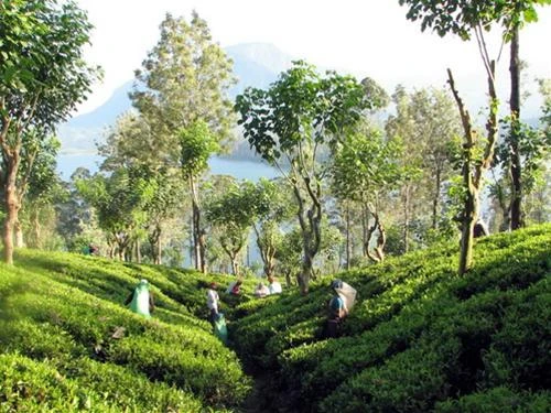 Cánh đồng chè gần Kandy, Sri Lanka - Ảnh: wordpress.com Đền thờ Răng Phật ở Kandy - Ảnh: Wiki