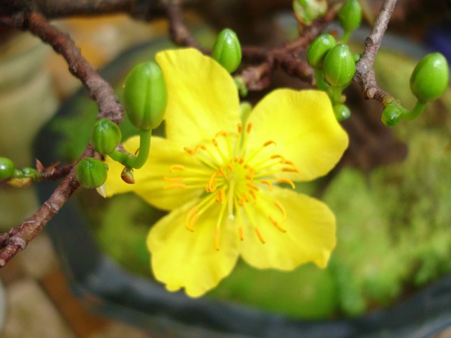 Hinh-nen-hoa-Mai-mung-xuan-2013- (12).JPG