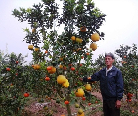 Độc đáo cây ngũ quả chơi Tết ảnh 2 sam_9939_jpg.jpg