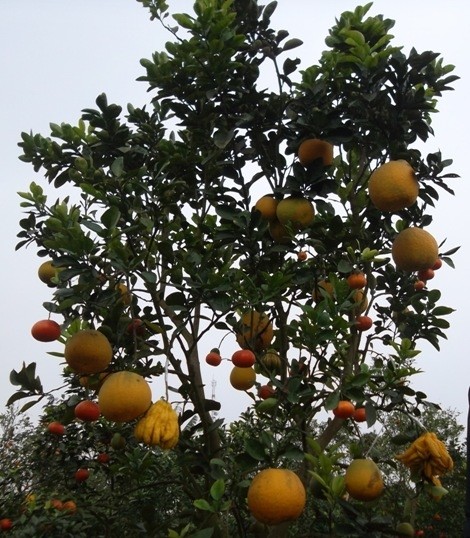 Độc đáo cây ngũ quả chơi Tết ảnh 1 sam_9940_jpg.jpg