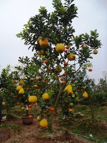 Độc đáo cây ngũ quả chơi Tết ảnh 4 sam_9946_jpg.jpg