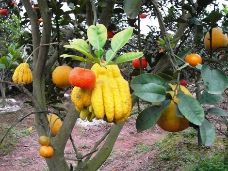 Độc đáo cây ngũ quả chơi Tết ảnh 3 sam_9952_jpg.jpg