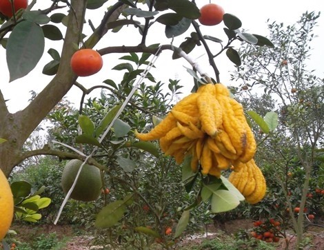 Độc đáo cây ngũ quả chơi Tết ảnh 5 sam_9962_jpg.jpg