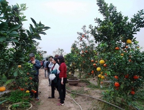 Độc đáo cây ngũ quả chơi Tết ảnh 6 sam_9965_jpg.jpg