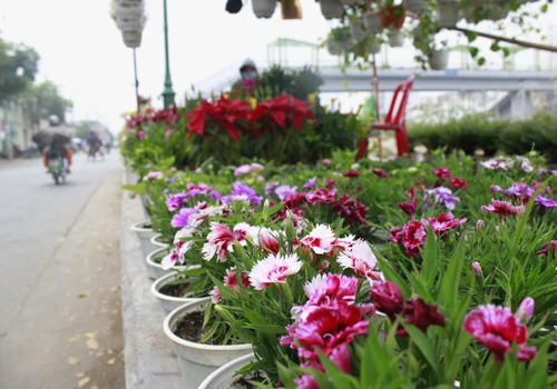 Giá hoa mai tết dự báo năm nay sẽ cao hơn năm ngoái, vì nhiều vườn mai tại TP.HCM và miền Trung do ảnh hưởng thời tiết thất thường nên trổ bông sớm. Chợ hoa bến Bình Đông mới nhóm họp, chưa nhộn nhịp nhưng cũng đã có người đến với hi vọng mua được cây đẹp và giá cả phải chăng. Anh Phan Bá Hữu, quê Bến Tre, chia sẻ vừa rồi được biết nhiều nhà vườn TP.HCM mai bị nở sớm nên năm nay anh đem nhiều hơn các năm trước với hi vọng giá sẽ cao. Một em bé theo cha mẹ lên Sài Gòn để bán hoa. Hiện nay, nhiều cây mai bonsai bắt đầu được tuốt lá để búp nở đúng tết. Nhiều ghe, thuyền của nhà vườn các tỉnh Bến Tre, Đồng Tháp, Vĩnh Long... đã về bến Bình Đông. Cao điểm tết, khu này có khi lên đến hàng trăm chiếc ghe chở hoa san sát nhau, trông rất đẹp mắt. Nhiều loại hoa đủ màu sắc rực rỡ một góc đường. Hoa giấy ghép 3 màu giá mỗi chậu 120.000 - 140.000 đồng. Cô Nguyễn Thị Huệ, quê Bến Tre, cho biết năm nào gia đình cũng vận chuyển cả ngàn cây kiểng lên đây bán, mấy năm trước đem bao nhiêu là bán hết bấy nhiêu. Các loại bonsai với nhiều kích cỡ hình dáng và giá cả khác nhau được trưng bày khá nhiều. Có khá nhiều người ghé qua mua hoa sớm.