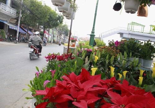 Giá hoa mai tết dự báo năm nay sẽ cao hơn năm ngoái, vì nhiều vườn mai tại TP.HCM và miền Trung do ảnh hưởng thời tiết thất thường nên trổ bông sớm. Chợ hoa bến Bình Đông mới nhóm họp, chưa nhộn nhịp nhưng cũng đã có người đến với hi vọng mua được cây đẹp và giá cả phải chăng. Anh Phan Bá Hữu, quê Bến Tre, chia sẻ vừa rồi được biết nhiều nhà vườn TP.HCM mai bị nở sớm nên năm nay anh đem nhiều hơn các năm trước với hi vọng giá sẽ cao. Một em bé theo cha mẹ lên Sài Gòn để bán hoa. Hiện nay, nhiều cây mai bonsai bắt đầu được tuốt lá để búp nở đúng tết. Nhiều ghe, thuyền của nhà vườn các tỉnh Bến Tre, Đồng Tháp, Vĩnh Long... đã về bến Bình Đông. Cao điểm tết, khu này có khi lên đến hàng trăm chiếc ghe chở hoa san sát nhau, trông rất đẹp mắt. Nhiều loại hoa đủ màu sắc rực rỡ một góc đường. Hoa giấy ghép 3 màu giá mỗi chậu 120.000 - 140.000 đồng. Cô Nguyễn Thị Huệ, quê Bến Tre, cho biết năm nào gia đình cũng vận chuyển cả ngàn cây kiểng lên đây bán, mấy năm trước đem bao nhiêu là bán hết bấy nhiêu. Các loại bonsai với nhiều kích cỡ hình dáng và giá cả khác nhau được trưng bày khá nhiều. Có khá nhiều người ghé qua mua hoa sớm. Giá hoa mai tết dự báo năm nay sẽ cao hơn năm ngoái, vì nhiều vườn mai tại TP.HCM và miền Trung do ảnh hưởng thời tiết thất thường nên trổ bông sớm. Chợ hoa bến Bình Đông mới nhóm họp, chưa nhộn nhịp nhưng cũng đã có người đến với hi vọng mua được cây đẹp và giá cả phải chăng. Anh Phan Bá Hữu, quê Bến Tre, chia sẻ vừa rồi được biết nhiều nhà vườn TP.HCM mai bị nở sớm nên năm nay anh đem nhiều hơn các năm trước với hi vọng giá sẽ cao. Một em bé theo cha mẹ lên Sài Gòn để bán hoa. Hiện nay, nhiều cây mai bonsai bắt đầu được tuốt lá để búp nở đúng tết. Nhiều ghe, thuyền của nhà vườn các tỉnh Bến Tre, Đồng Tháp, Vĩnh Long... đã về bến Bình Đông. Cao điểm tết, khu này có khi lên đến hàng trăm chiếc ghe chở hoa san sát nhau, trông rất đẹp mắt. Nhiều loại hoa đủ màu sắc rực rỡ một góc đường. Hoa giấy ghép 3 màu giá mỗi chậu 120.000 - 140.000 đồng. Cô Nguyễn Thị Huệ, quê Bến Tre, cho biết năm nào gia đình cũng vận chuyển cả ngàn cây kiểng lên đây bán, mấy năm trước đem bao nhiêu là bán hết bấy nhiêu. Các loại bonsai với nhiều kích cỡ hình dáng và giá cả khác nhau được trưng bày khá nhiều. Có khá nhiều người ghé qua mua hoa sớm.